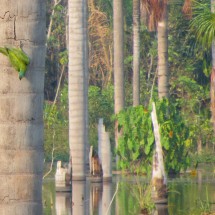 Green Parrot on a tree trunk